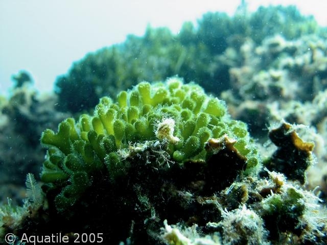  Diving trip in the Mediterranean